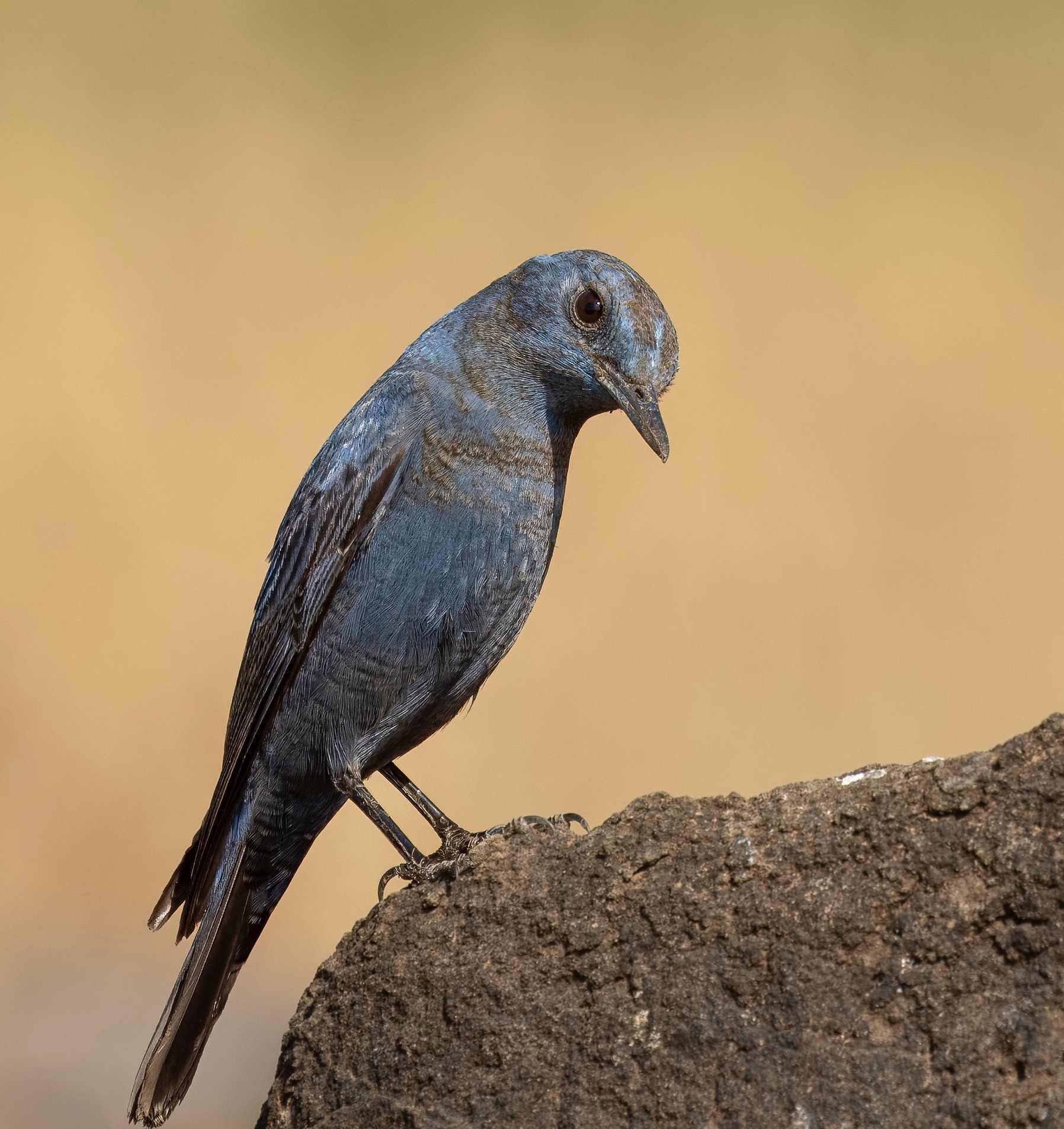 A Bird perching on a rock